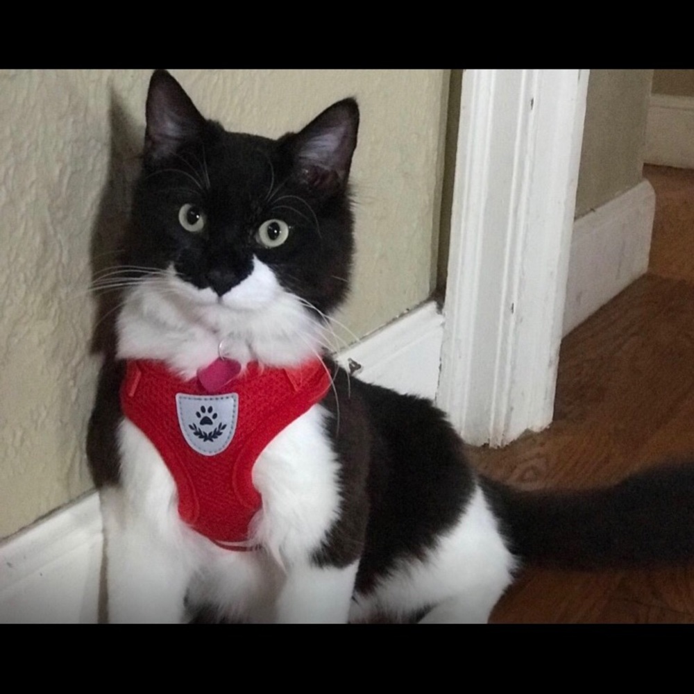 Cat Harness W. Leash (Fits 4-8 LB Cat)